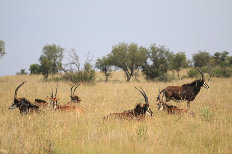 Commercial Property for Sale in Lekwena Wildlife Estate North West